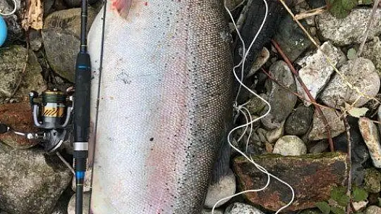 Türkiye ve Avrupa'nın en büyük alabalığı Elazığ'da olta ile yakalandı, tam 115 santim
