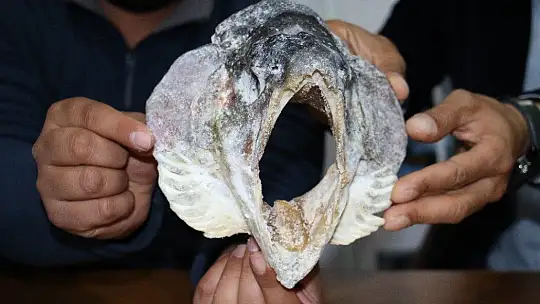 Türkiye ve Avrupa'nın en büyük alabalığı Elazığ'da olta ile yakalandı, tam 115 santim