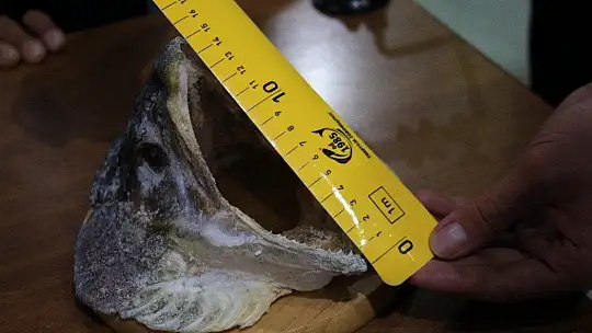 Türkiye ve Avrupa'nın en büyük alabalığı Elazığ'da olta ile yakalandı, tam 115 santim