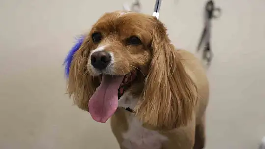 Tüy ve tırnak bakımında bölgenin en şirin merkezi: Bu kuaförde sadece köpekler tıraş oluyor