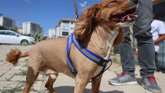 Tüy ve tırnak bakımında bölgenin en şirin merkezi: Bu kuaförde sadece köpekler tıraş oluyor