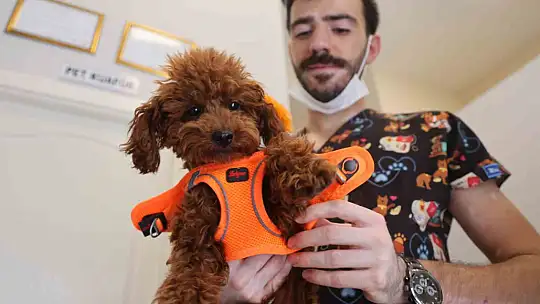 Tüy ve tırnak bakımında bölgenin en şirin merkezi: Bu kuaförde sadece köpekler tıraş oluyor