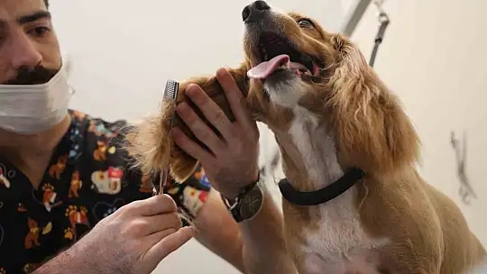 Tüy ve tırnak bakımında bölgenin en şirin merkezi: Bu kuaförde sadece köpekler tıraş oluyor
