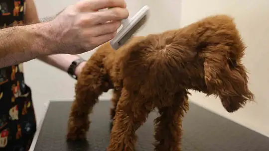 Tüy ve tırnak bakımında bölgenin en şirin merkezi: Bu kuaförde sadece köpekler tıraş oluyor