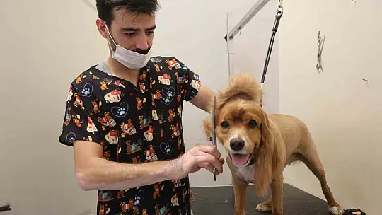 Tüy ve tırnak bakımında bölgenin en şirin merkezi: Bu kuaförde sadece köpekler tıraş oluyor