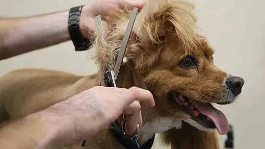 Tüy ve tırnak bakımında bölgenin en şirin merkezi: Bu kuaförde sadece köpekler tıraş oluyor