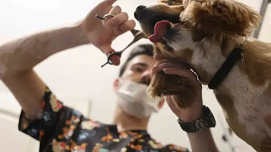 Tüy ve tırnak bakımında bölgenin en şirin merkezi: Bu kuaförde sadece köpekler tıraş oluyor