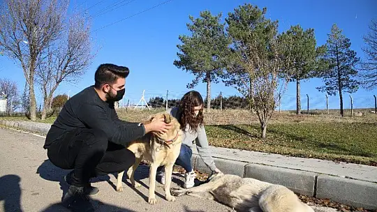 Üniversite öğrencilerinden, 'Mama kumbarası' ile sokak hayvanlarına destek