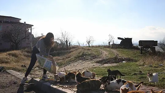 Üniversite öğrencilerinden, 'Mama kumbarası' ile sokak hayvanlarına destek