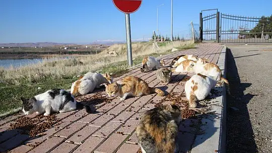 Üniversite öğrencilerinden, 'Mama kumbarası' ile sokak hayvanlarına destek
