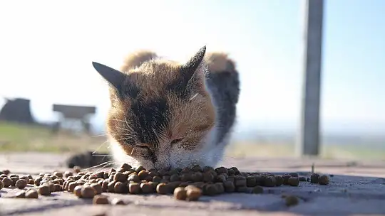 Üniversite öğrencilerinden, 'Mama kumbarası' ile sokak hayvanlarına destek