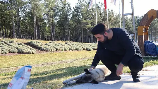 Üniversite öğrencilerinden, 'Mama kumbarası' ile sokak hayvanlarına destek