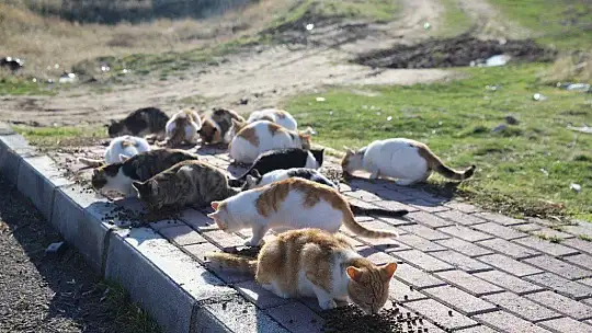 Üniversite öğrencilerinden, 'Mama kumbarası' ile sokak hayvanlarına destek