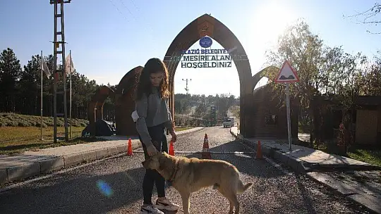 Üniversite öğrencilerinden, 'Mama kumbarası' ile sokak hayvanlarına destek