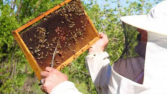 Yağışlar arıcıları da sevindirdi, rekoltede yükseliş bekleniyor