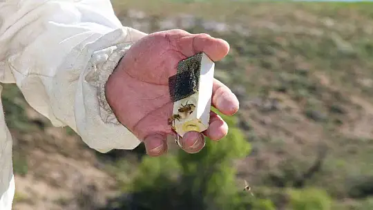 Yağışlar arıcıları da sevindirdi, rekoltede yükseliş bekleniyor