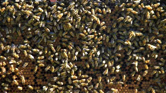 Yağışlar arıcıları da sevindirdi, rekoltede yükseliş bekleniyor