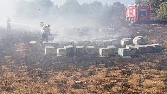 Yangında 830 adet kovan kül oldu
