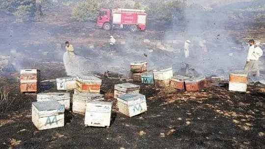 Yangında 830 adet kovan kül oldu