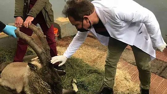 Yaralı halde bulunan dağ keçisi tedavi altına alındı