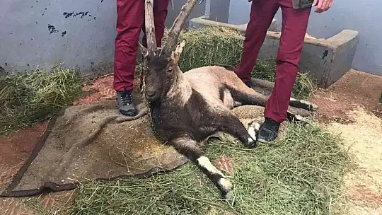 Yaralı halde bulunan dağ keçisi tedavi altına alındı