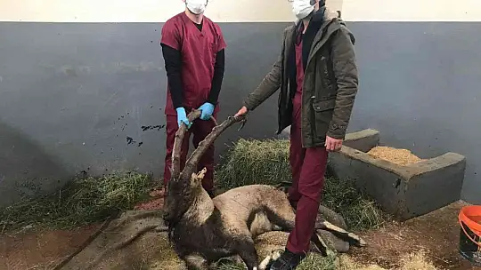 Yaralı halde bulunan dağ keçisi tedavi altına alındı