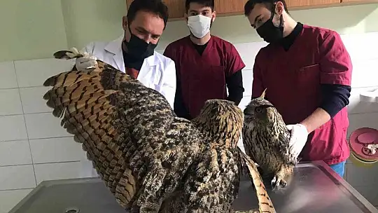 Yaralı halde bulunan kulaklı orman baykuşları tedavi altında