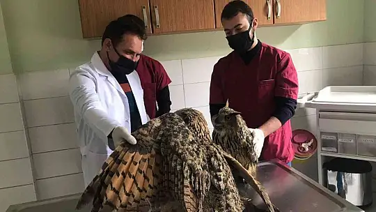 Yaralı halde bulunan kulaklı orman baykuşları tedavi altında