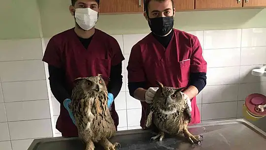 Yaralı halde bulunan kulaklı orman baykuşları tedavi altında