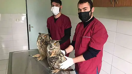 Yaralı halde bulunan kulaklı orman baykuşları tedavi altında
