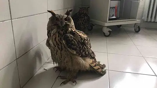 Yaralı halde bulunan kulaklı orman baykuşları tedavi altında