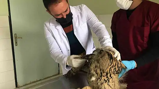 Yaralı halde bulunan kulaklı orman baykuşları tedavi altında