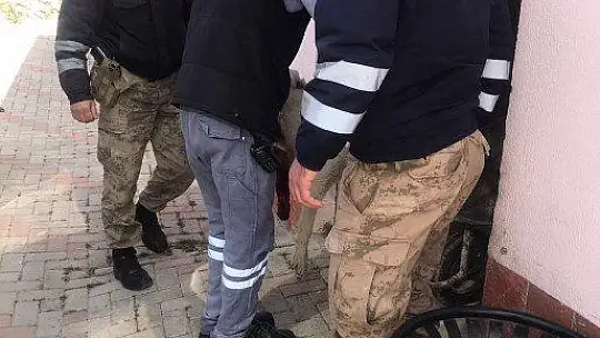 Yaralı köpeği fark eden jandarma, ekip aracıyla hastaneye götürdü