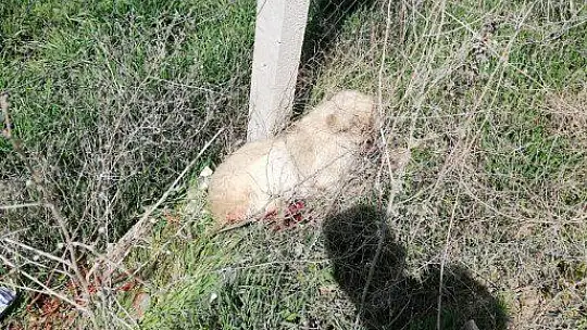 Yaralı köpeği fark eden jandarma, ekip aracıyla hastaneye götürdü