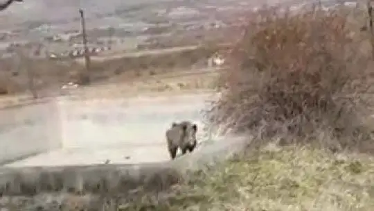 Yaralı domuzun tepkisi karşısında neye uğradıkları şaşırdılar