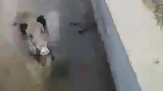 Yaralı domuzun tepkisi karşısında neye uğradıkları şaşırdılar