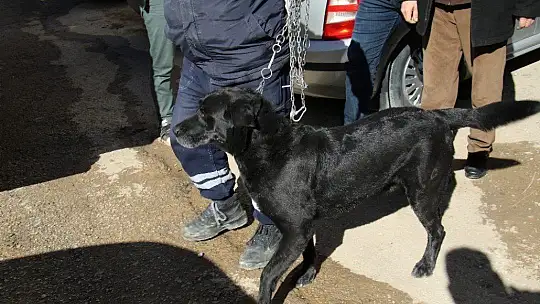 Yaşlı adam evinde ölü bulundu, ondan geriye köpeği kaldı