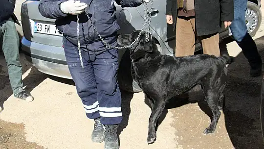Yaşlı adam evinde ölü bulundu, ondan geriye köpeği kaldı