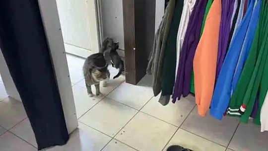 Yavru kedi mahsur kaldı, annesi kurtarılmasını bekledi