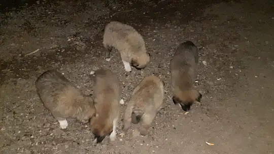 Yavru köpekler annelerine kavuştu