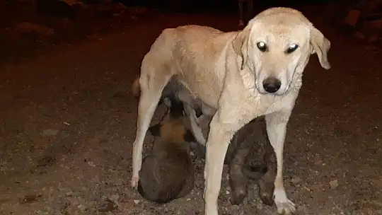Yavru köpekler annelerine kavuştu