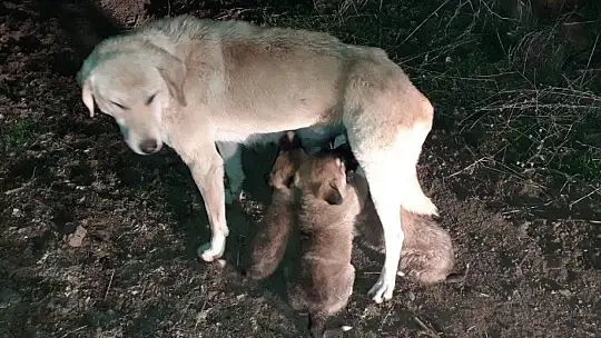 Yavru köpekler annelerine kavuştu