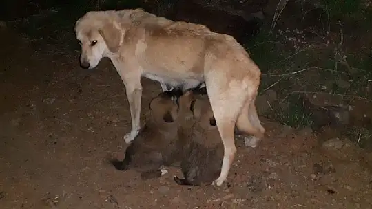 Yavru köpekler annelerine kavuştu