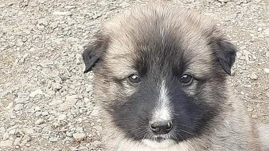 Yavru köpekler annelerine kavuştu