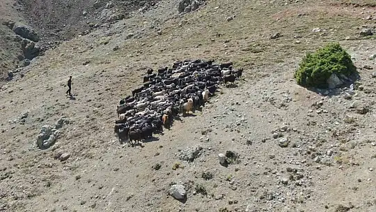 Yaylada çobanlık yapan Muhammet, LGS'de Türkiye ikincisi oldu