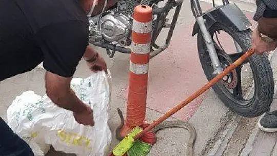 Yılan motosikletle şehre geldi