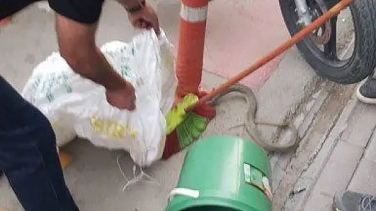 Yılan motosikletle şehre geldi