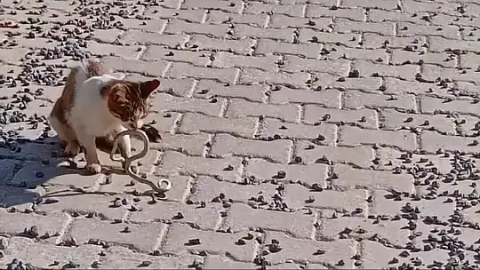 Yılanı gözüne kestiren kedi savaşın galibi oldu