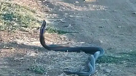 Yılanların dansı kamerada
