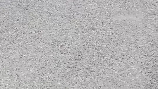 Yılanların dansı kamerada